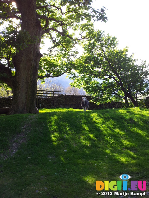 SII20120506_172547 Sheep in campsite